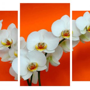 Модульная картина Декор Карпаты 100х53 см Белые орхидеи (M3-t14) (код M3-t14)