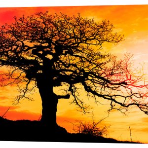 Картина на холсте Декор Карпаты Одинокое дерево 50х100 см ()