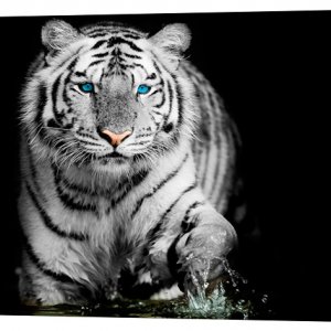 Картина на холсте Декор Карпаты Голубоглазый тигр 50х100 см (z406) (код 50*100-z406)