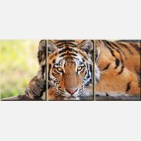 Картина из частей "Тигровый портрет"