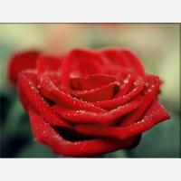 Картина на холсте "Красная роза" (код a2-297)