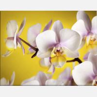 Картина на холсте "Орхидея"